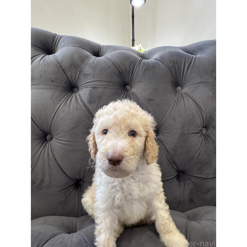 販売中の愛知県のゴールデンドゥードル:ゴールデンレトリーバー×プードル-425511の27枚目