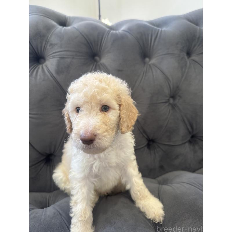 販売中の愛知県のゴールデンドゥードル:ゴールデンレトリーバー×プードル-425511の25枚目