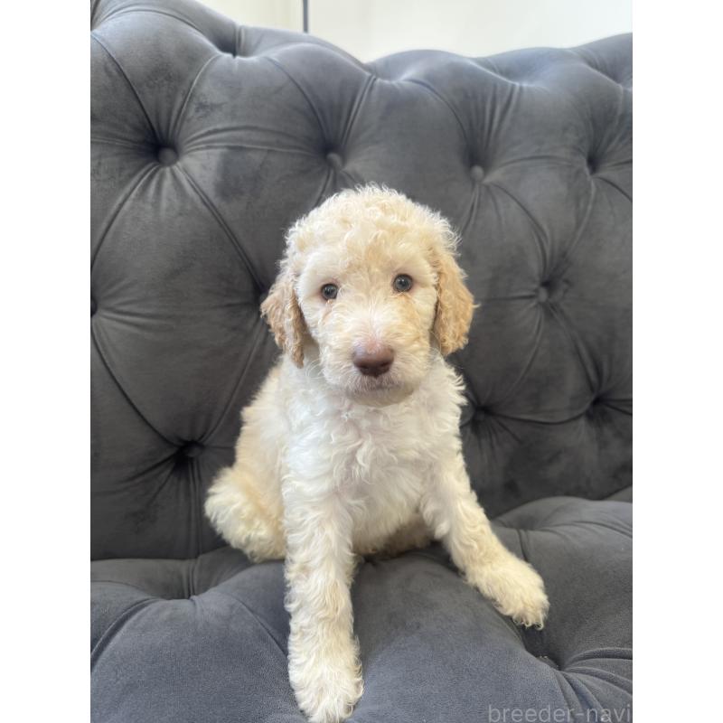 販売中の愛知県のゴールデンドゥードル:ゴールデンレトリーバー×プードル-425511の24枚目