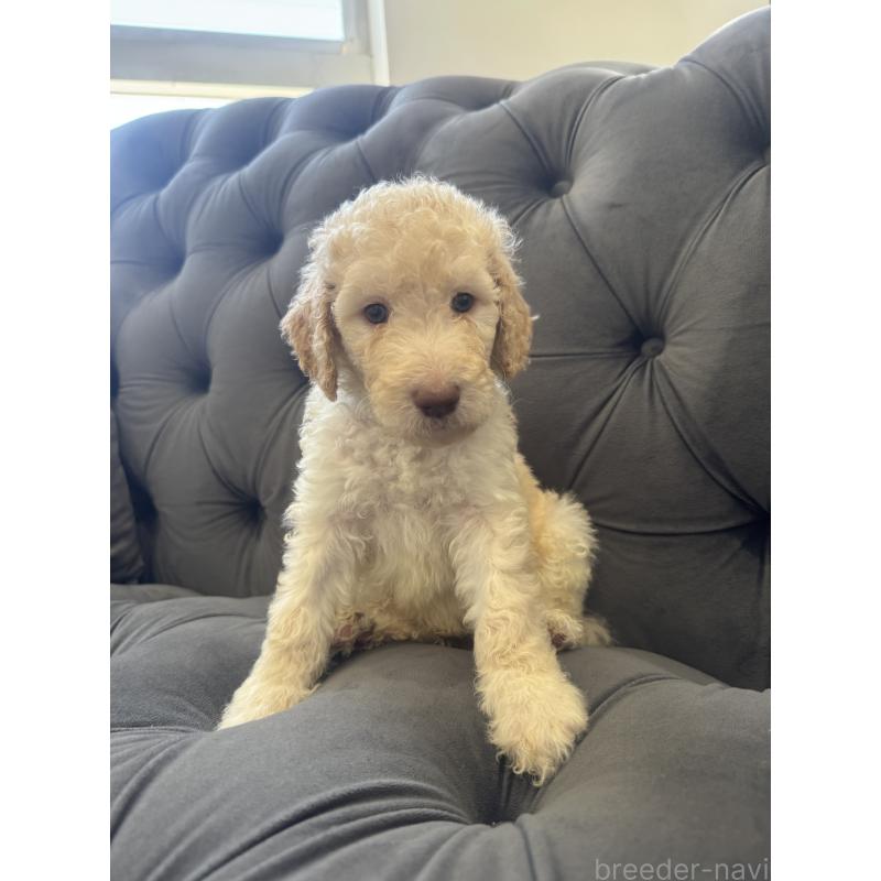 販売中の愛知県のゴールデンドゥードル:ゴールデンレトリーバー×プードル-425511の23枚目