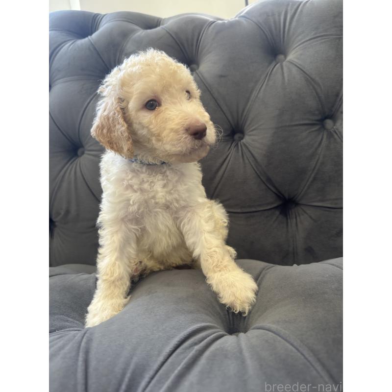 販売中の愛知県のゴールデンドゥードル:ゴールデンレトリーバー×プードル-425511の22枚目