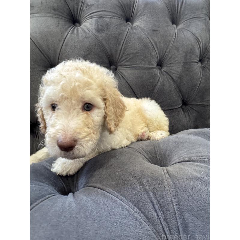 販売中の愛知県のゴールデンドゥードル:ゴールデンレトリーバー×プードル-425511の21枚目