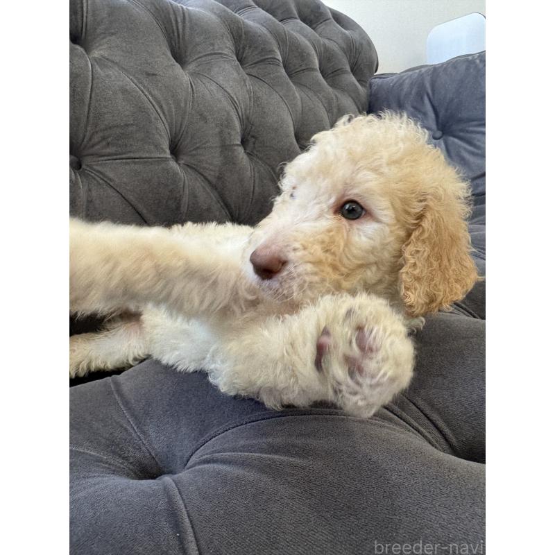 販売中の愛知県のゴールデンドゥードル:ゴールデンレトリーバー×プードル-425511の20枚目