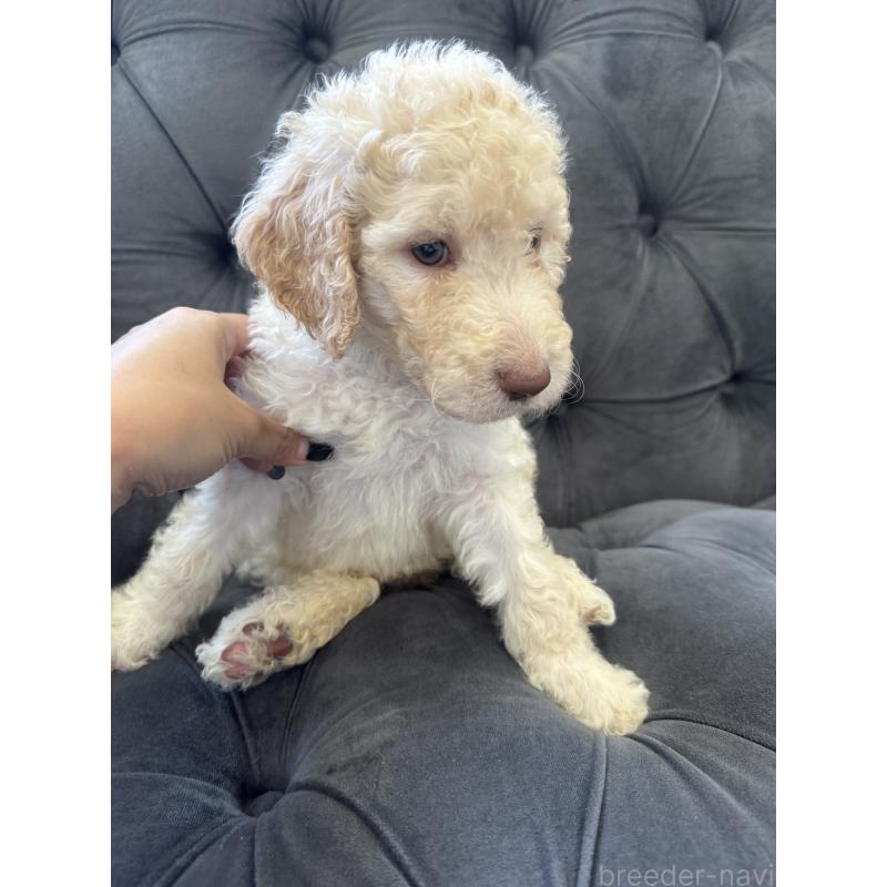 販売中の愛知県のゴールデンドゥードル:ゴールデンレトリーバー×プードル-425511の19枚目