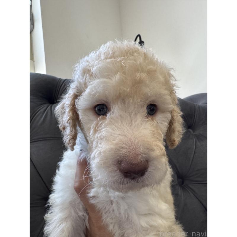 販売中の愛知県のゴールデンドゥードル:ゴールデンレトリーバー×プードル-425511の18枚目