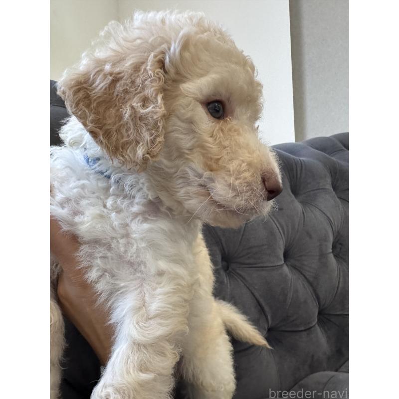 販売中の愛知県のゴールデンドゥードル:ゴールデンレトリーバー×プードル-425511の17枚目