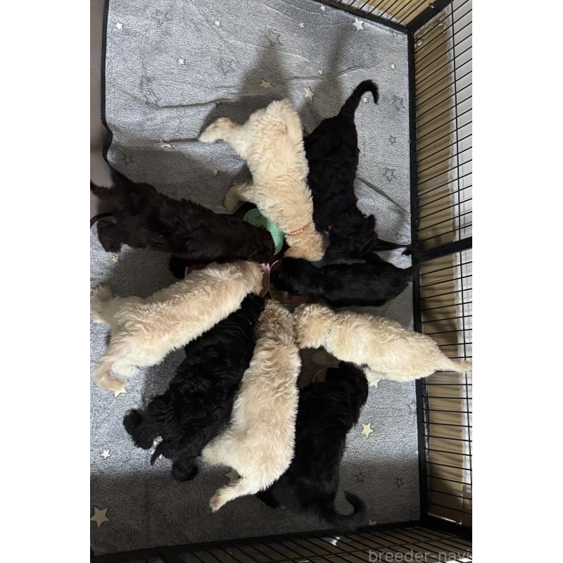 販売中の愛知県のゴールデンドゥードル:ゴールデンレトリーバー×プードル-425511の16枚目