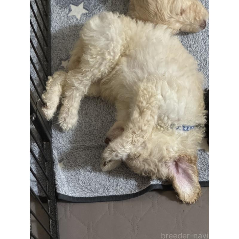 販売中の愛知県のゴールデンドゥードル:ゴールデンレトリーバー×プードル-425511の15枚目