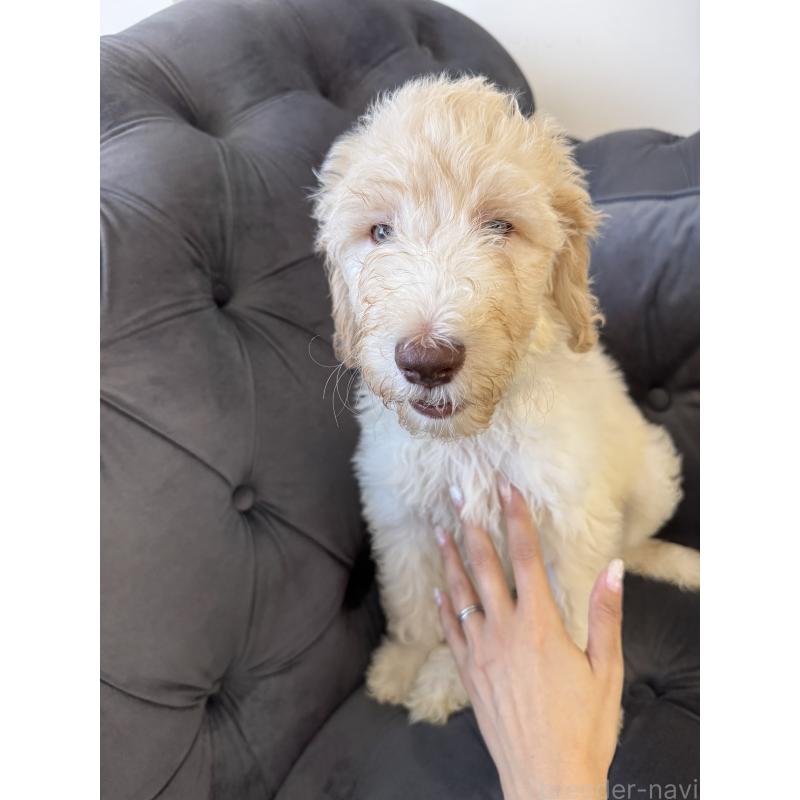 販売中の愛知県のゴールデンドゥードル:ゴールデンレトリーバー×プードル-425511の14枚目