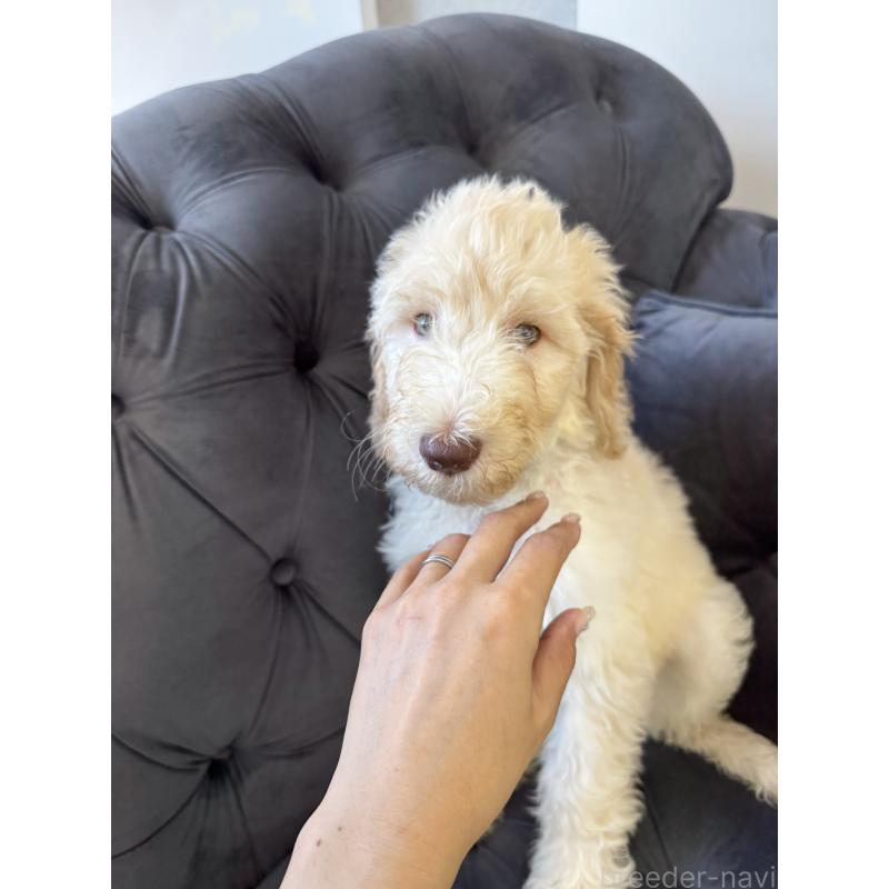 販売中の愛知県のゴールデンドゥードル:ゴールデンレトリーバー×プードル-425511の13枚目