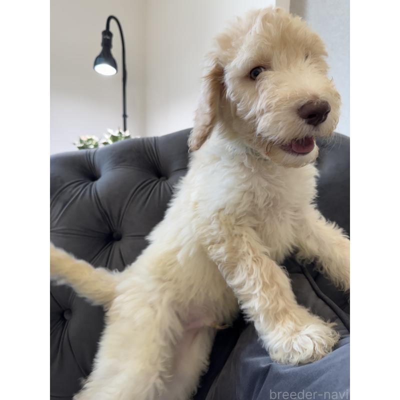 販売中の愛知県のゴールデンドゥードル:ゴールデンレトリーバー×プードル-425511の11枚目
