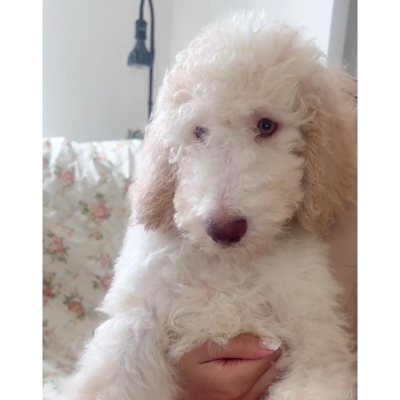 販売中の愛知県のゴールデンドゥードル:ゴールデンレトリーバー×プードル-425511の10枚目