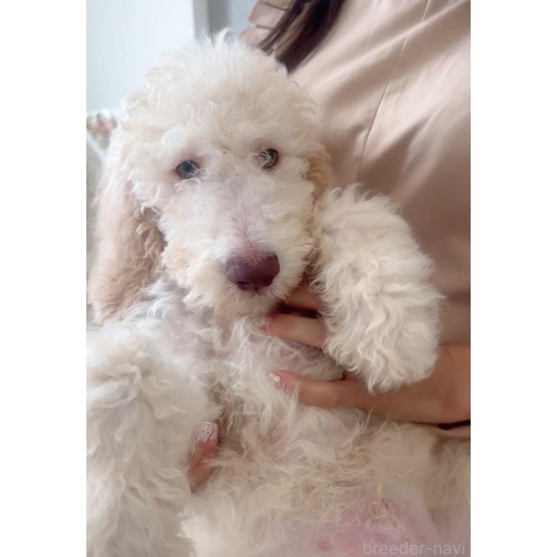 販売中の愛知県のゴールデンドゥードル:ゴールデンレトリーバー×プードル-425511の9枚目