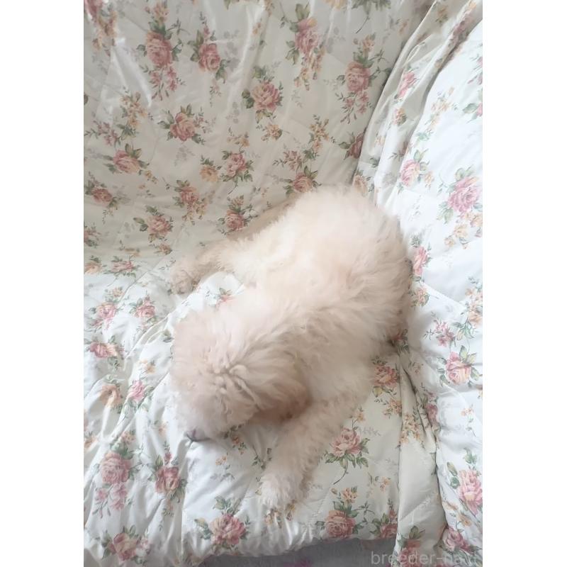 販売中の愛知県のゴールデンドゥードル:ゴールデンレトリーバー×プードル-425511の8枚目