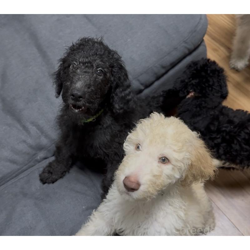 販売中の愛知県のゴールデンドゥードル:ゴールデンレトリーバー×プードル-425511の7枚目