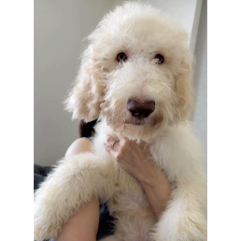 販売中の愛知県のゴールデンドゥードル:ゴールデンレトリーバー×プードル-425511の6枚目