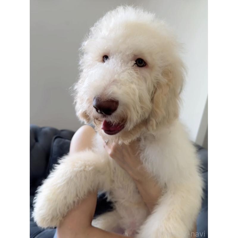 販売中の愛知県のゴールデンドゥードル:ゴールデンレトリーバー×プードル-425511の3枚目