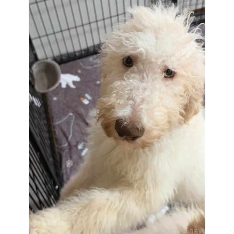 販売中の愛知県のゴールデンドゥードル:ゴールデンレトリーバー×プードル-425511の2枚目