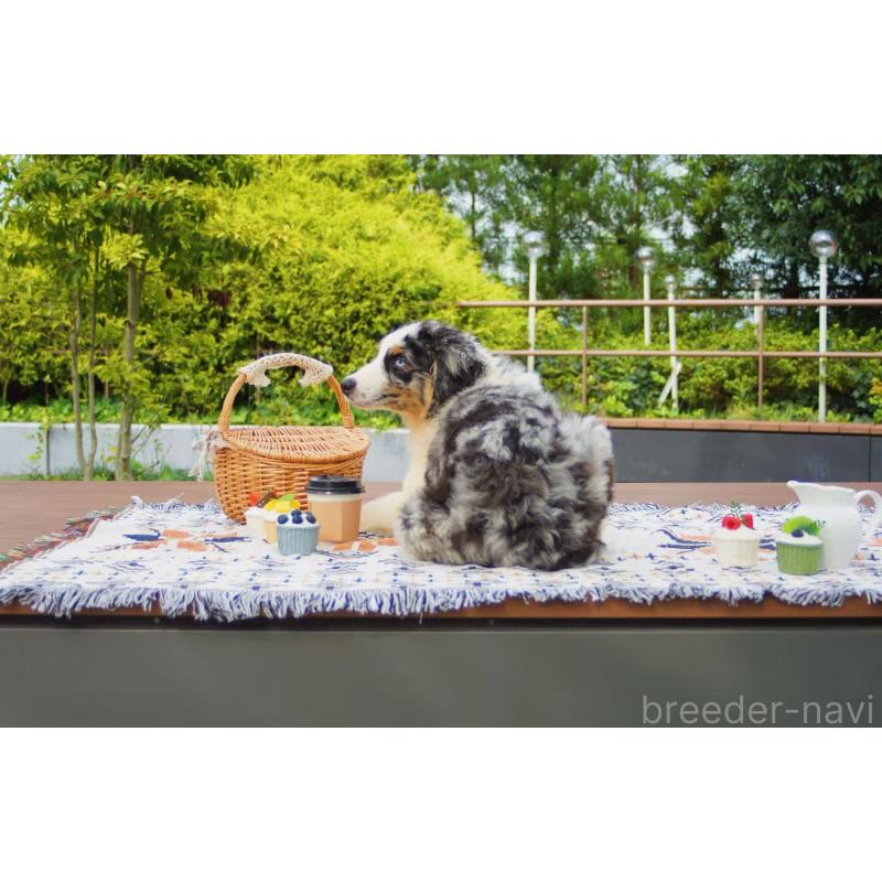 販売中の千葉県のオーストラリアンシェパード-393739の4枚目