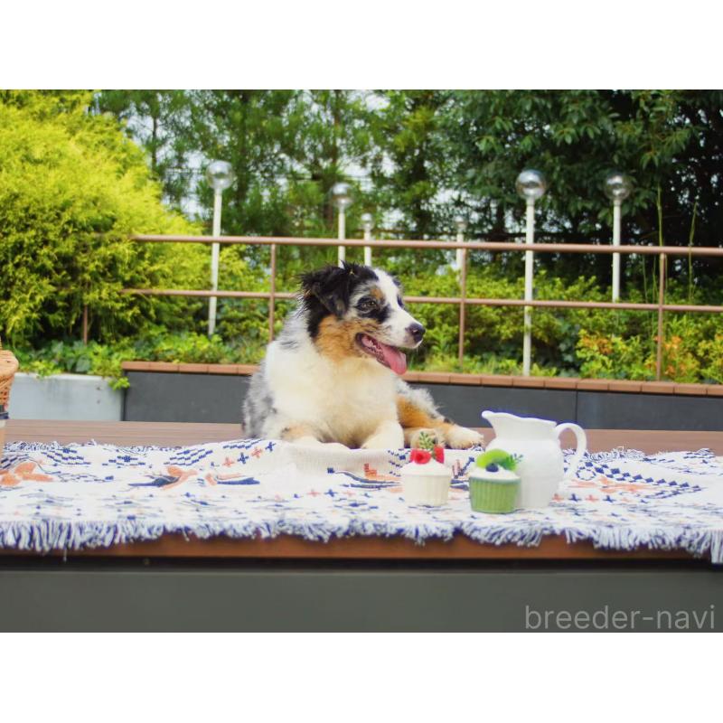 販売中の千葉県のオーストラリアンシェパード-393739の3枚目