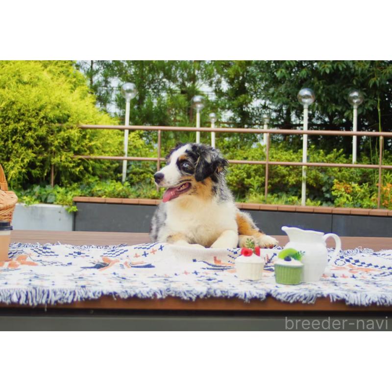 販売中の千葉県のオーストラリアンシェパード-393739の2枚目