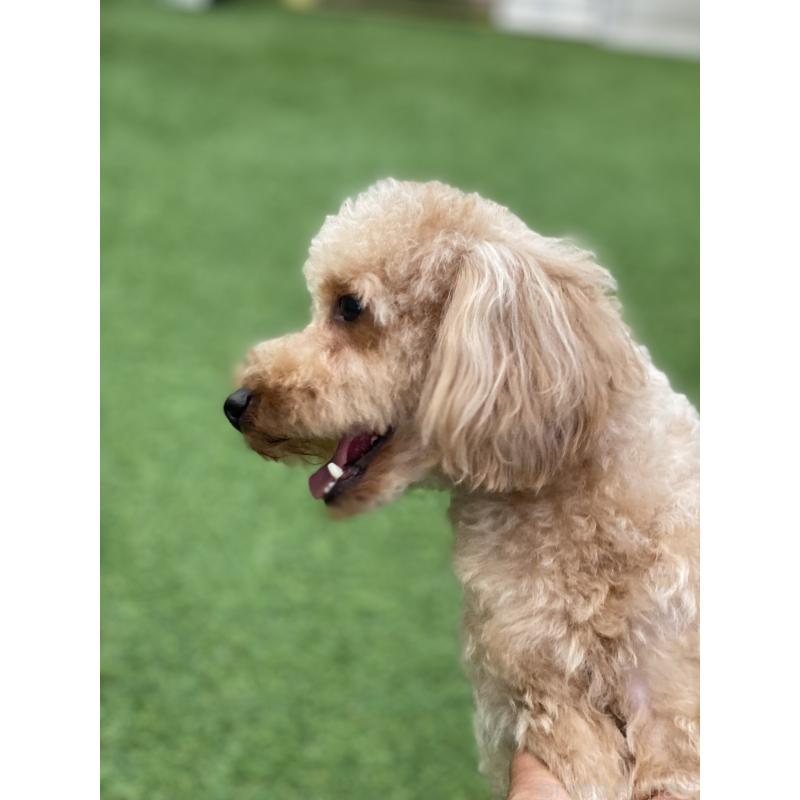 販売中の三重県のトイプードル-425512の5枚目