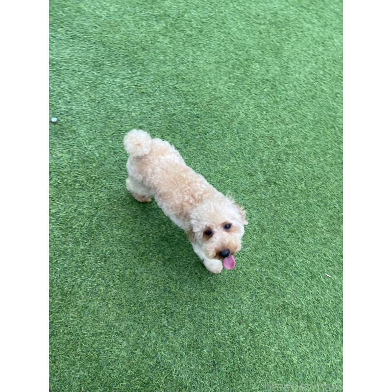 販売中の三重県のトイプードル-425512の4枚目