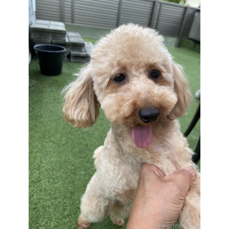 販売中の三重県のトイプードル-425512の3枚目