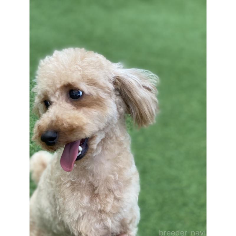 販売中の三重県のトイプードル-425512の2枚目