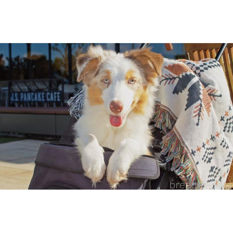 販売中の千葉県のオーストラリアンシェパード-407361の2枚目