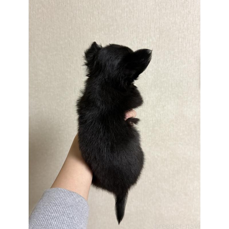 成約済の岐阜県のチワワ(ロングコート)-421463の4枚目