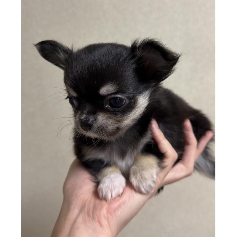 成約済の岐阜県のチワワ(ロングコート)-421463の3枚目