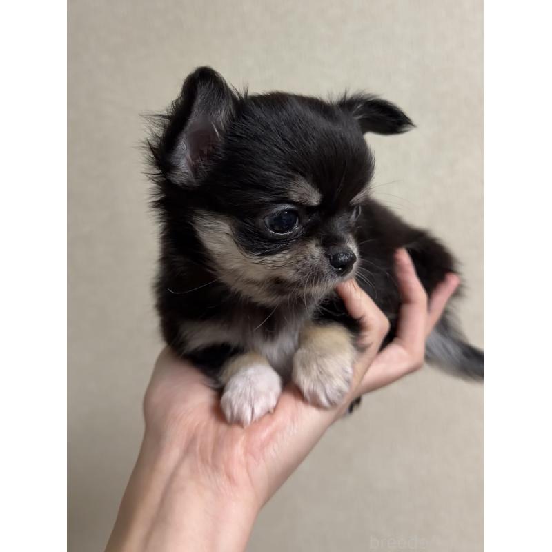 成約済の岐阜県のチワワ(ロングコート)-421463の2枚目