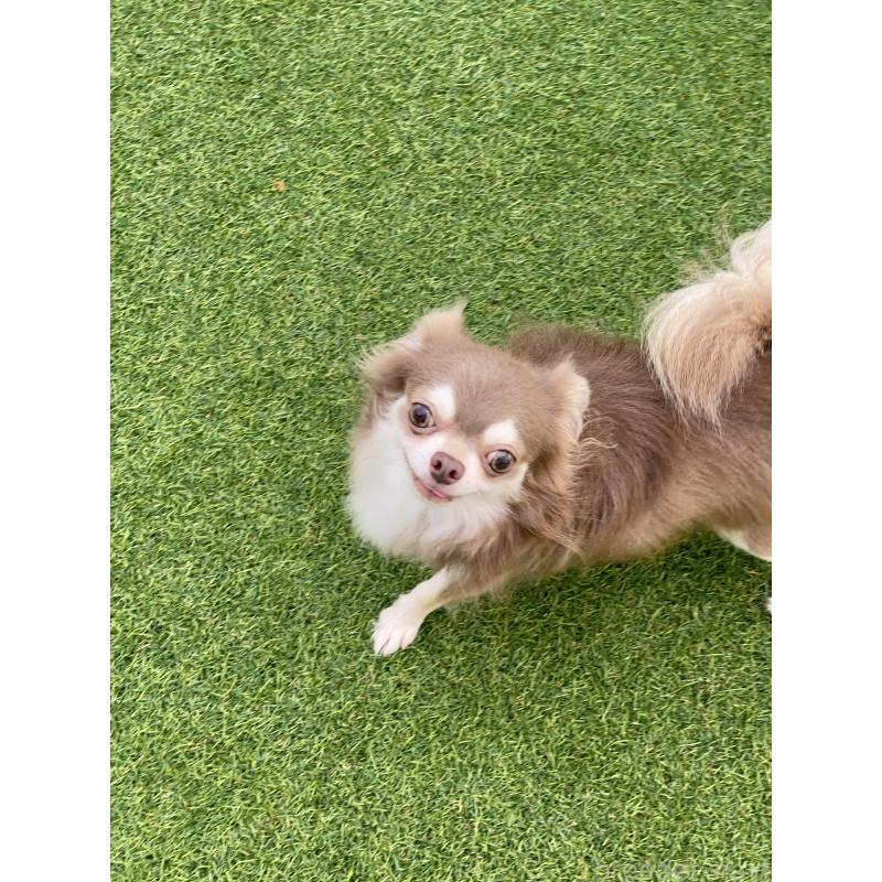 販売中の三重県のチワワ(ロングコート)-425514の4枚目