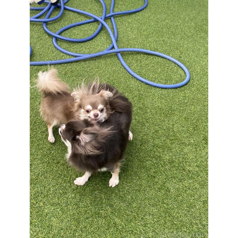 販売中の三重県のチワワ(ロングコート)-425514の3枚目