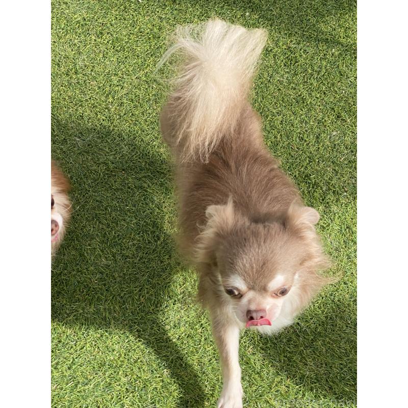 販売中の三重県のチワワ(ロングコート)-425514の2枚目