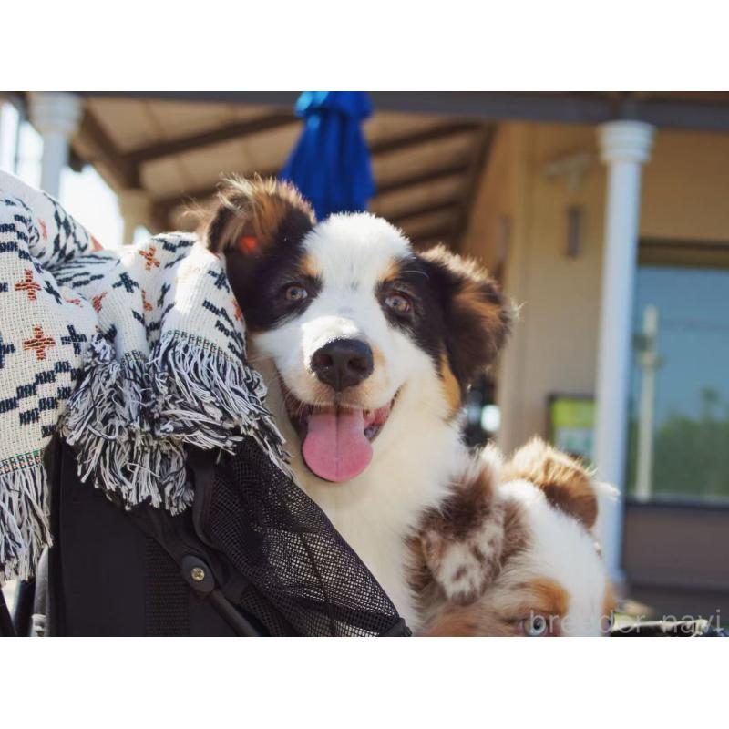 販売中の千葉県のオーストラリアンシェパード-399856の3枚目