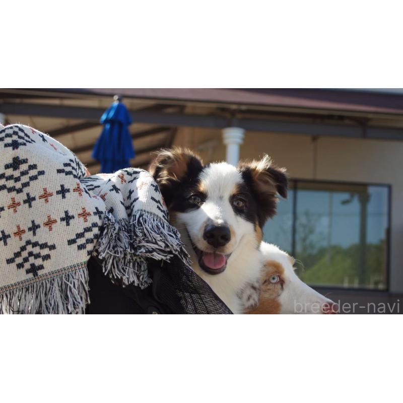 販売中の千葉県のオーストラリアンシェパード-399856の2枚目