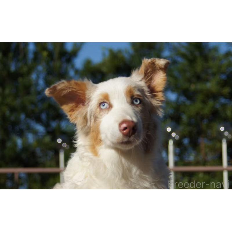 販売中の千葉県のオーストラリアンシェパード-395894の4枚目