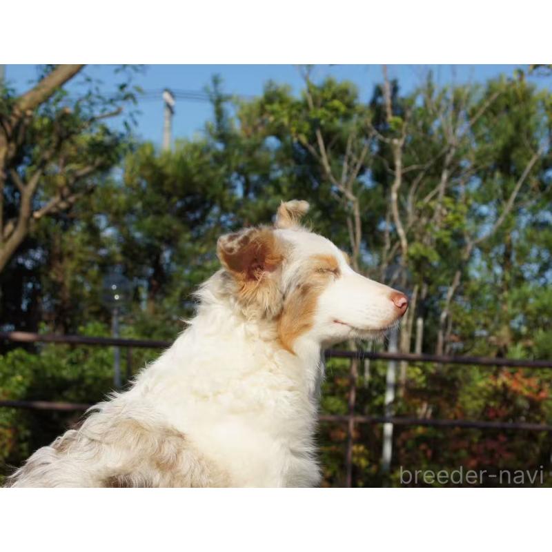 販売中の千葉県のオーストラリアンシェパード-395894の3枚目