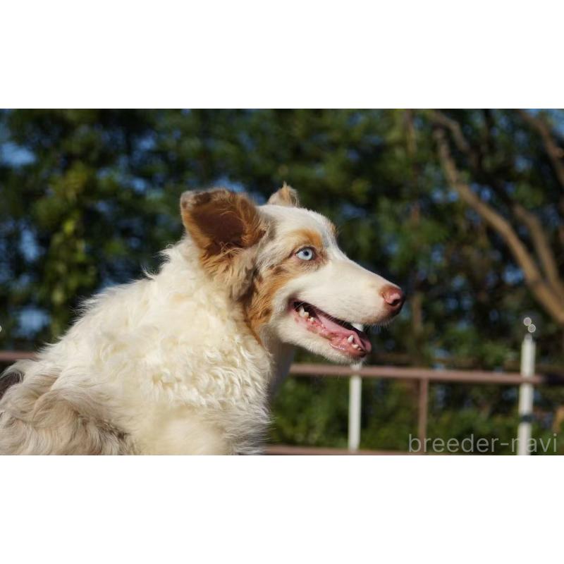 販売中の千葉県のオーストラリアンシェパード-395894の2枚目