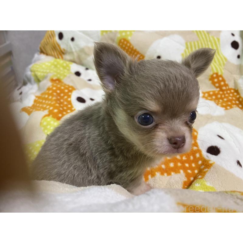 販売中の三重県のチワワ(ロングコート)-425515の4枚目