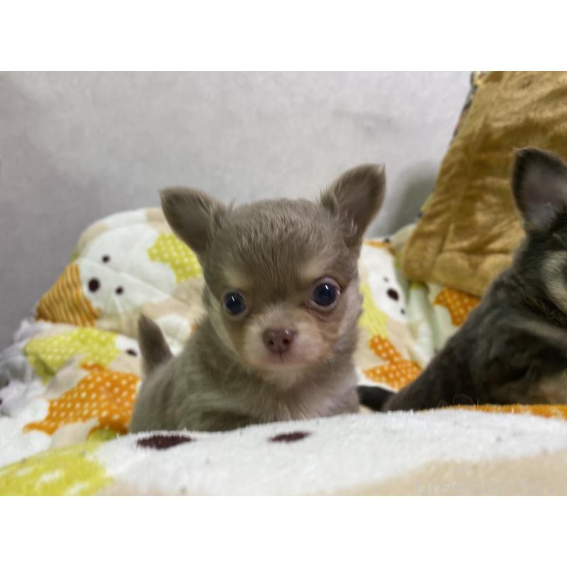 販売中の三重県のチワワ(ロングコート)-425515の3枚目