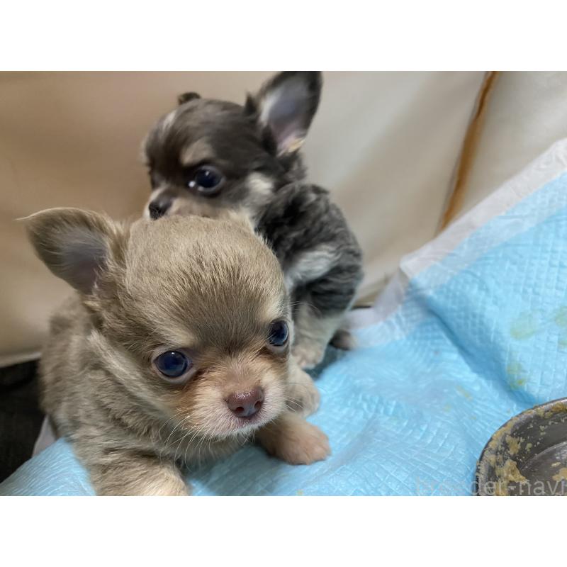 販売中の三重県のチワワ(ロングコート)-425515の2枚目