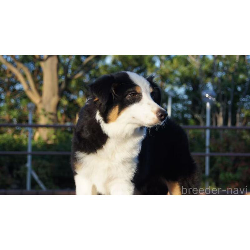 販売中の千葉県のオーストラリアンシェパード-417835の4枚目