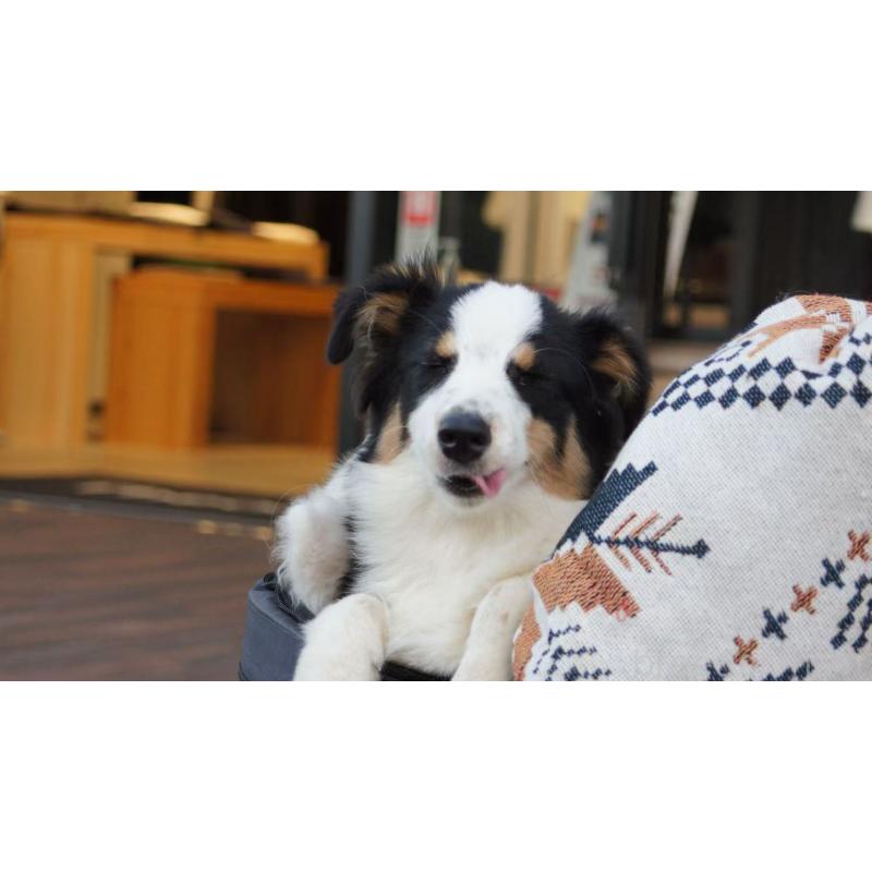 販売中の千葉県のオーストラリアンシェパード-417835の3枚目