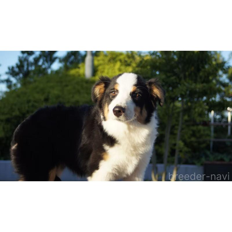 販売中の千葉県のオーストラリアンシェパード-417835の2枚目