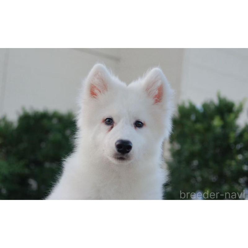 販売中の千葉県のサモエド-403665の3枚目