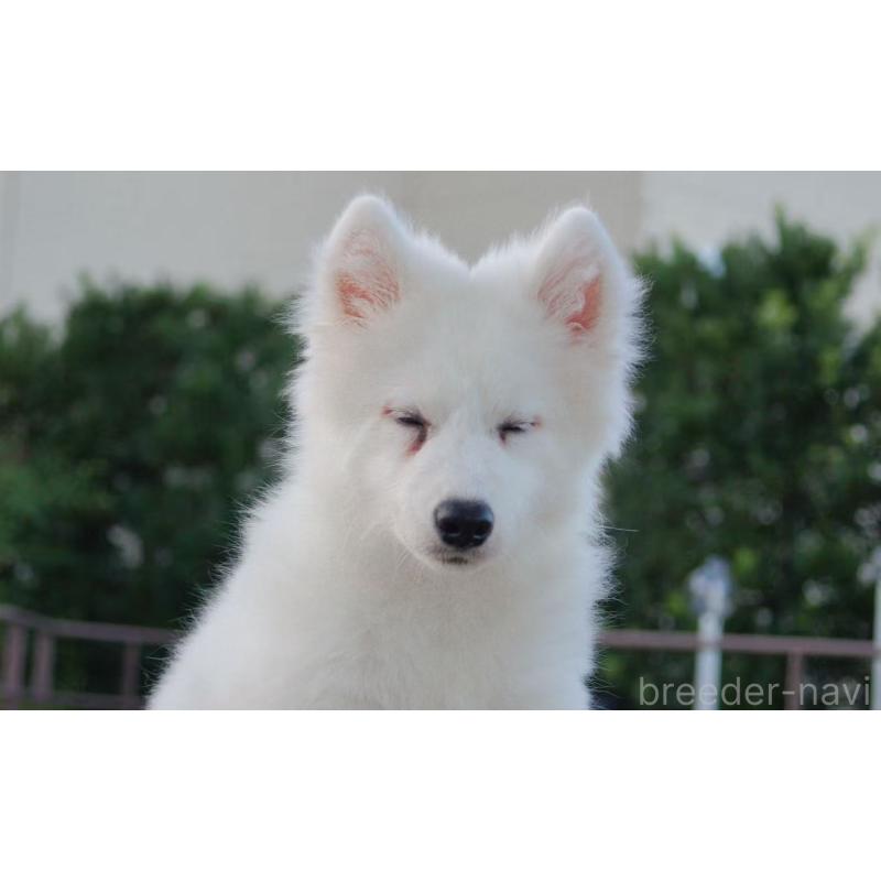 販売中の千葉県のサモエド-403665の2枚目