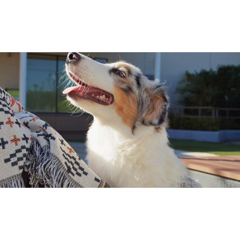 販売中の千葉県のオーストラリアンシェパード-407362の3枚目